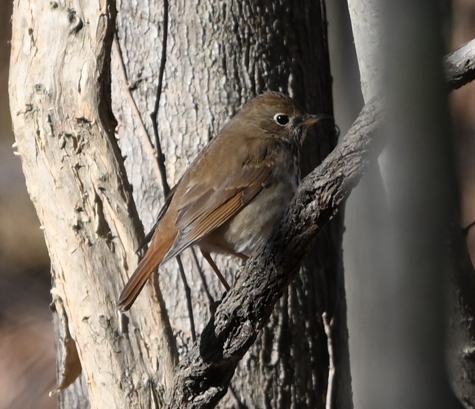 Grive solitaire - ML649021716