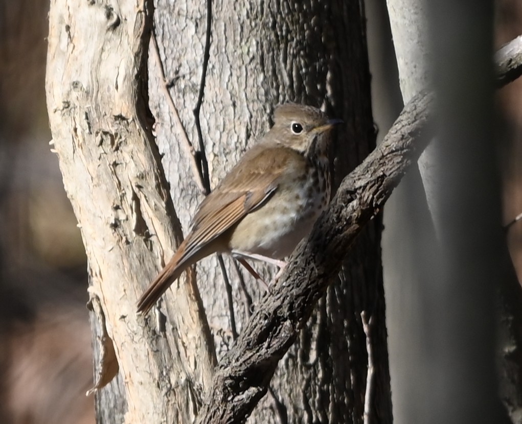 Grive solitaire - ML649021729