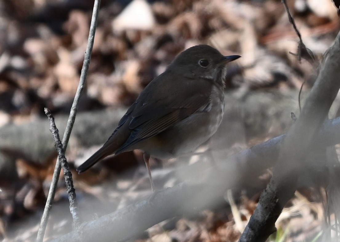 Grive solitaire - ML649021745