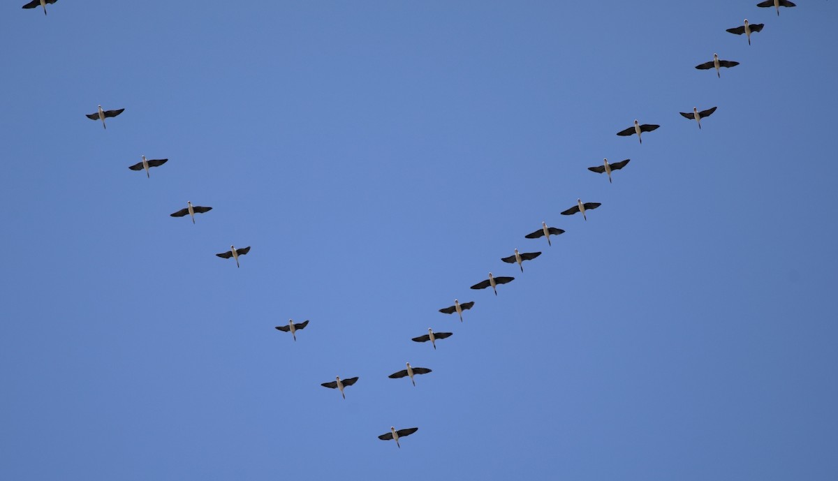 Ánsar Cisnal - ML649021927