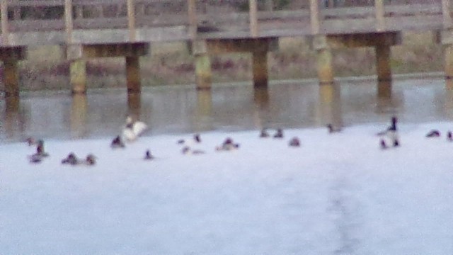 Murgilari bizkarzuria - ML649022099