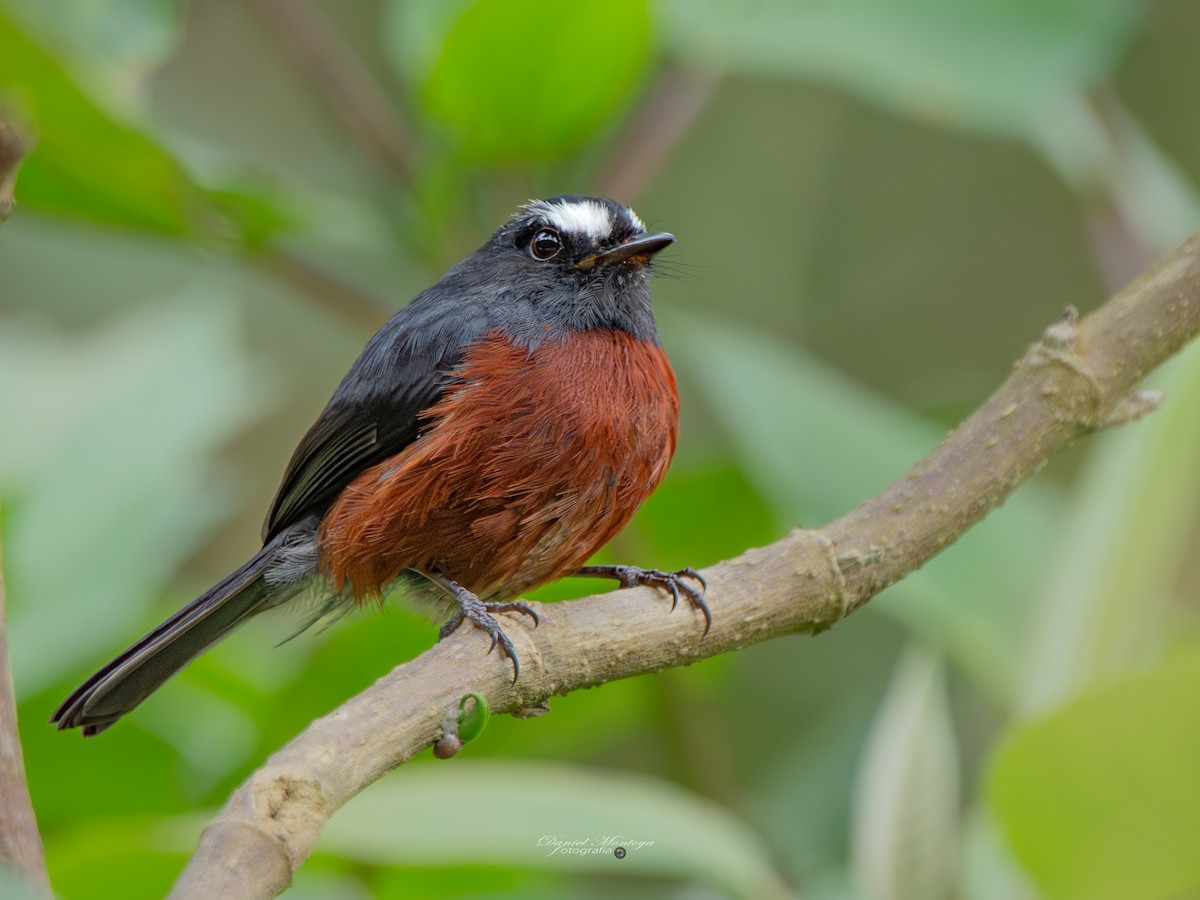 Chestnut-bellied Chat-Tyrant - ML649022168