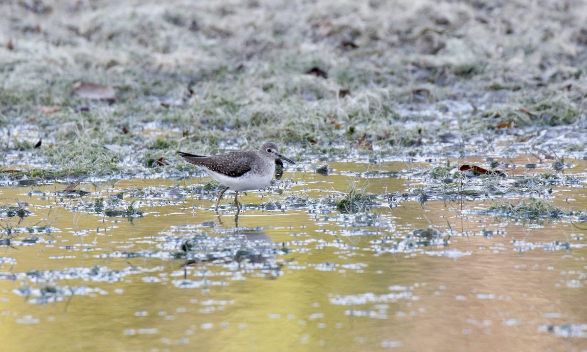 Solitary Sandpiper - ML649022358
