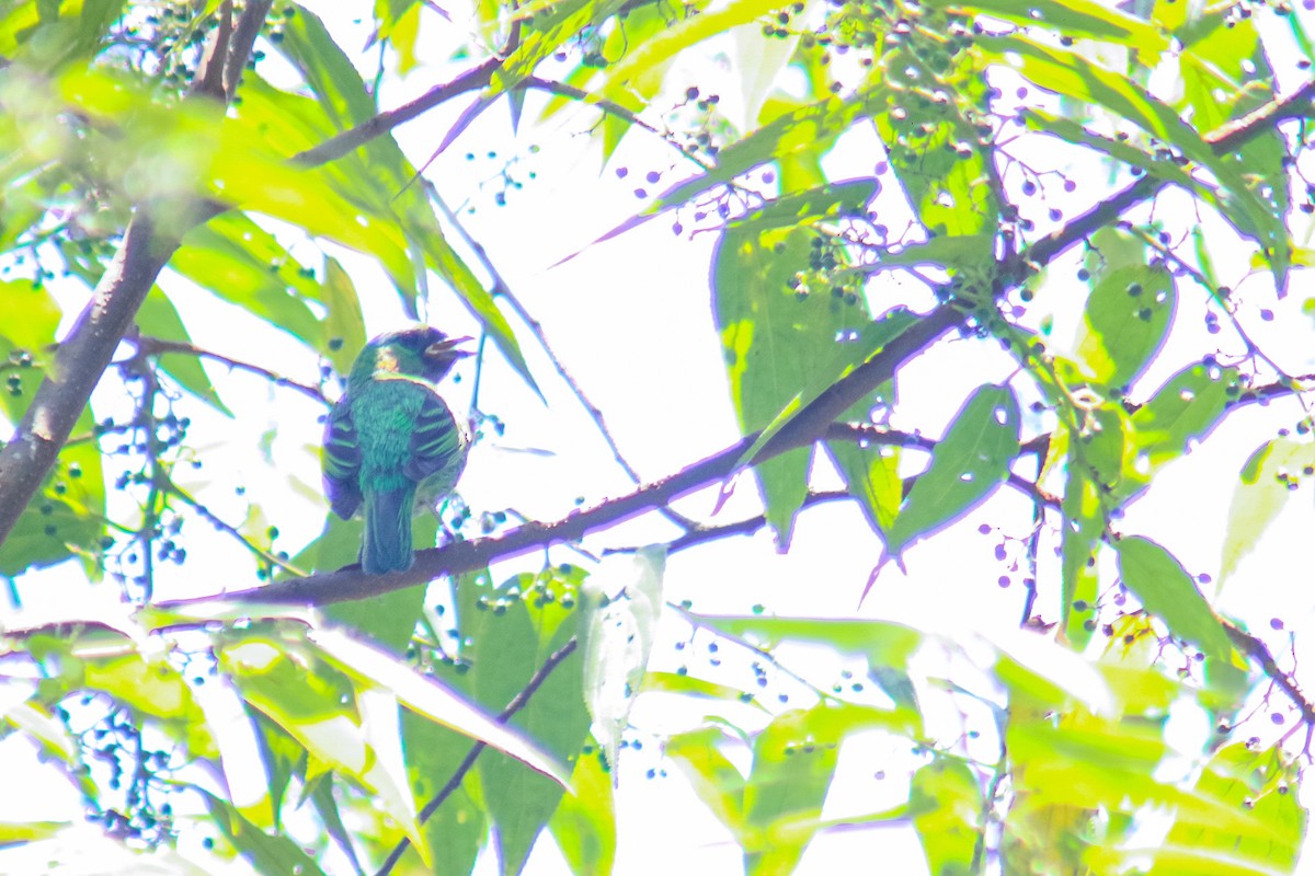 Blue Dacnis - ML649022453