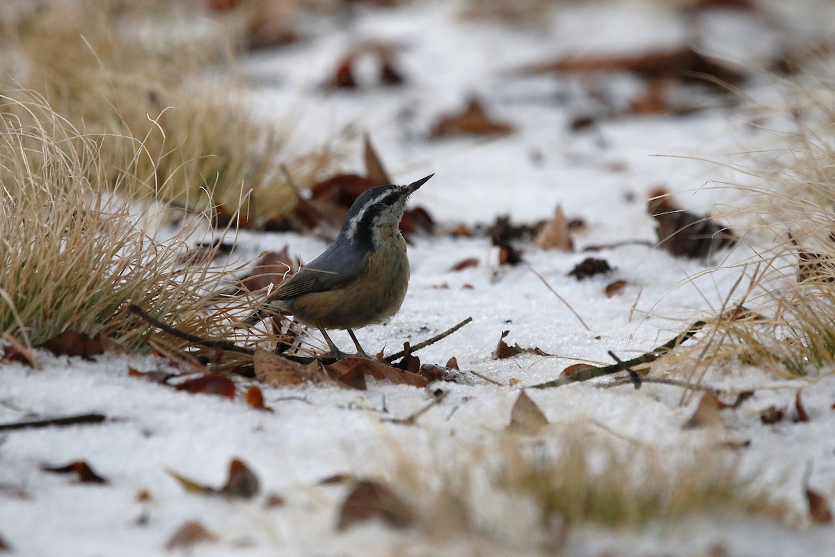 Red-breasted Nuthatch - ML649022742