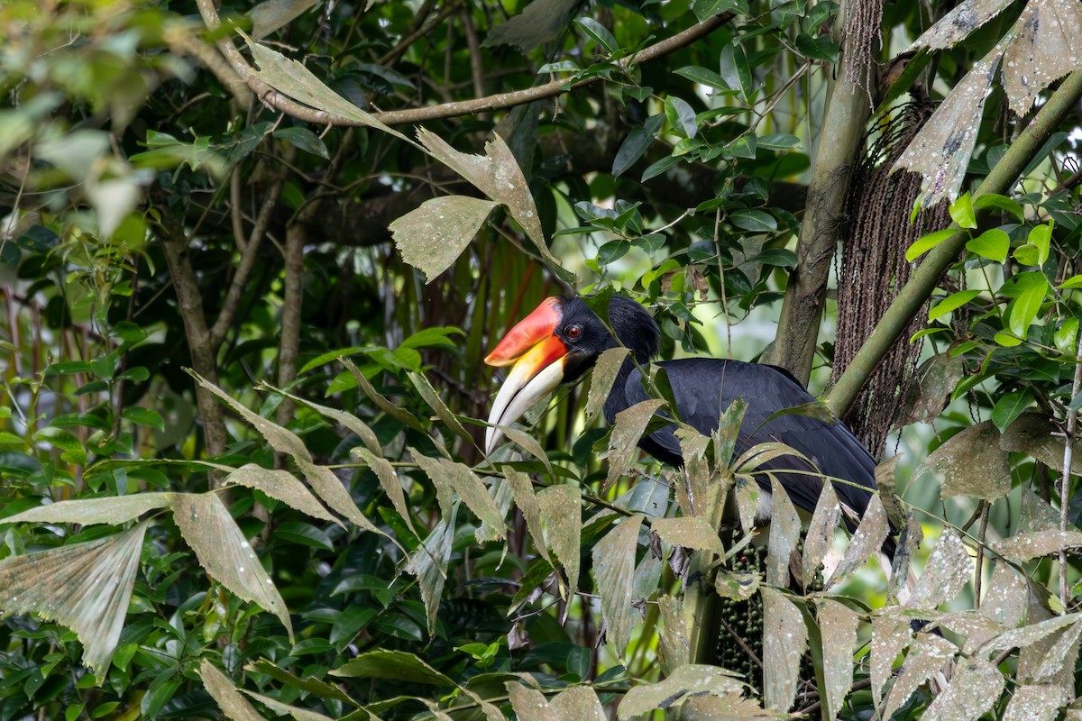 Rhinoceros Hornbill - ML649023031