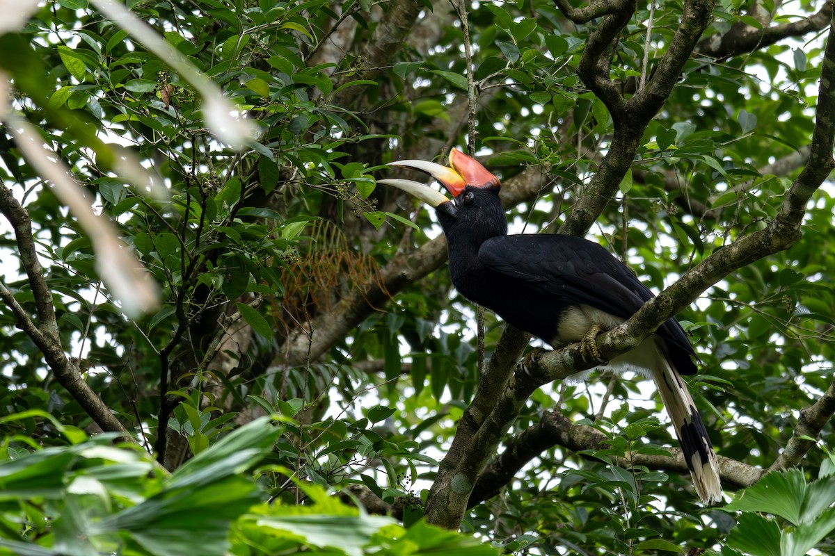 Rhinoceros Hornbill - ML649023032