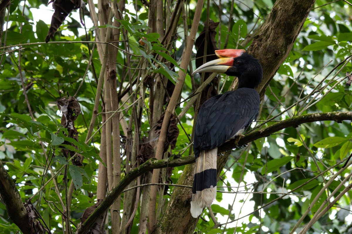 Rhinoceros Hornbill - ML649023033