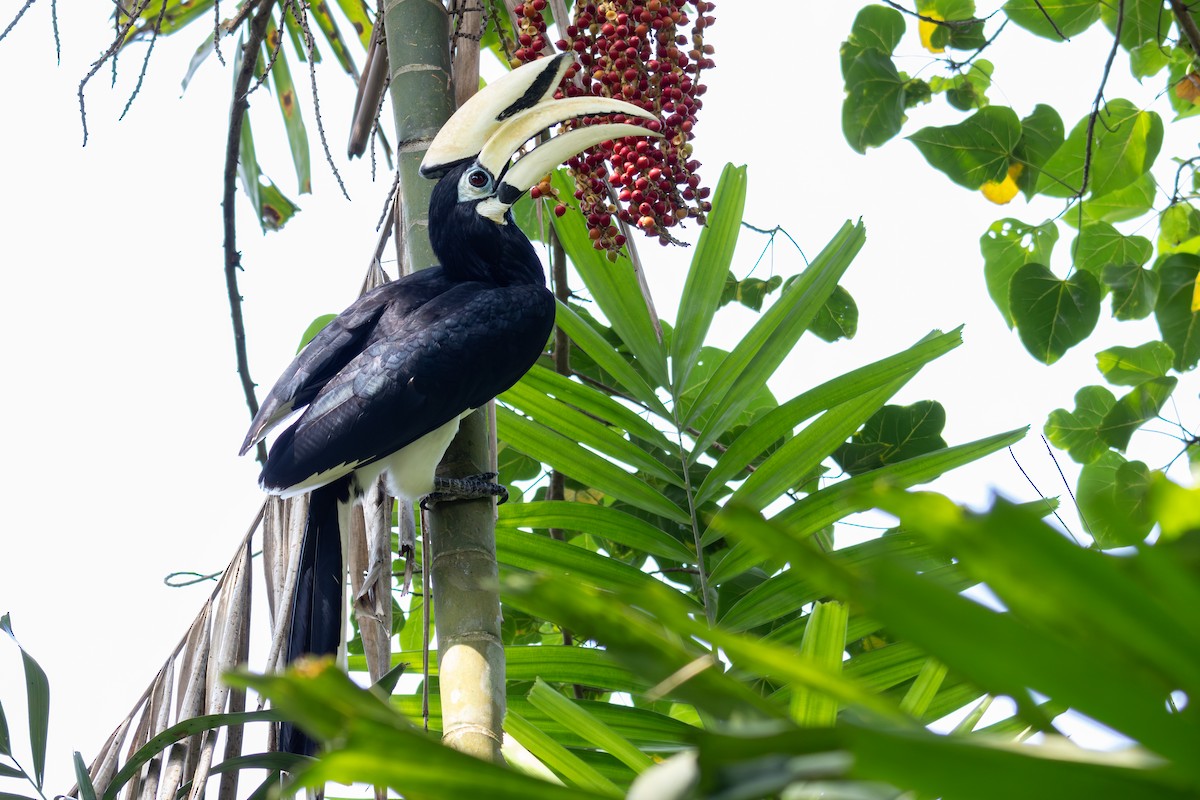 Oriental Pied-Hornbill - ML649023054