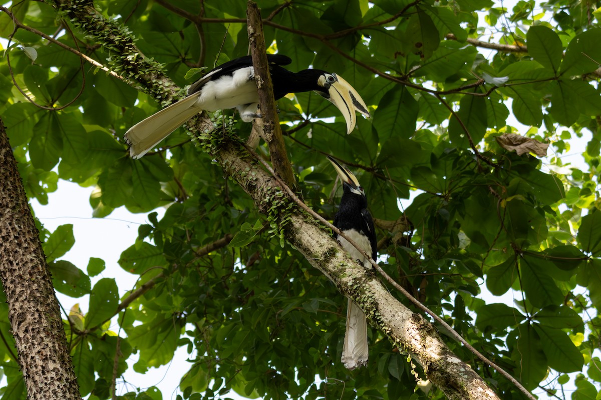 Oriental Pied-Hornbill - ML649023055