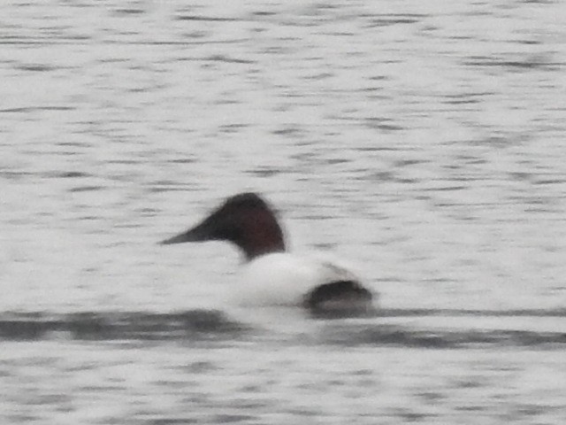 Büyük Elmabaş - ML649023694