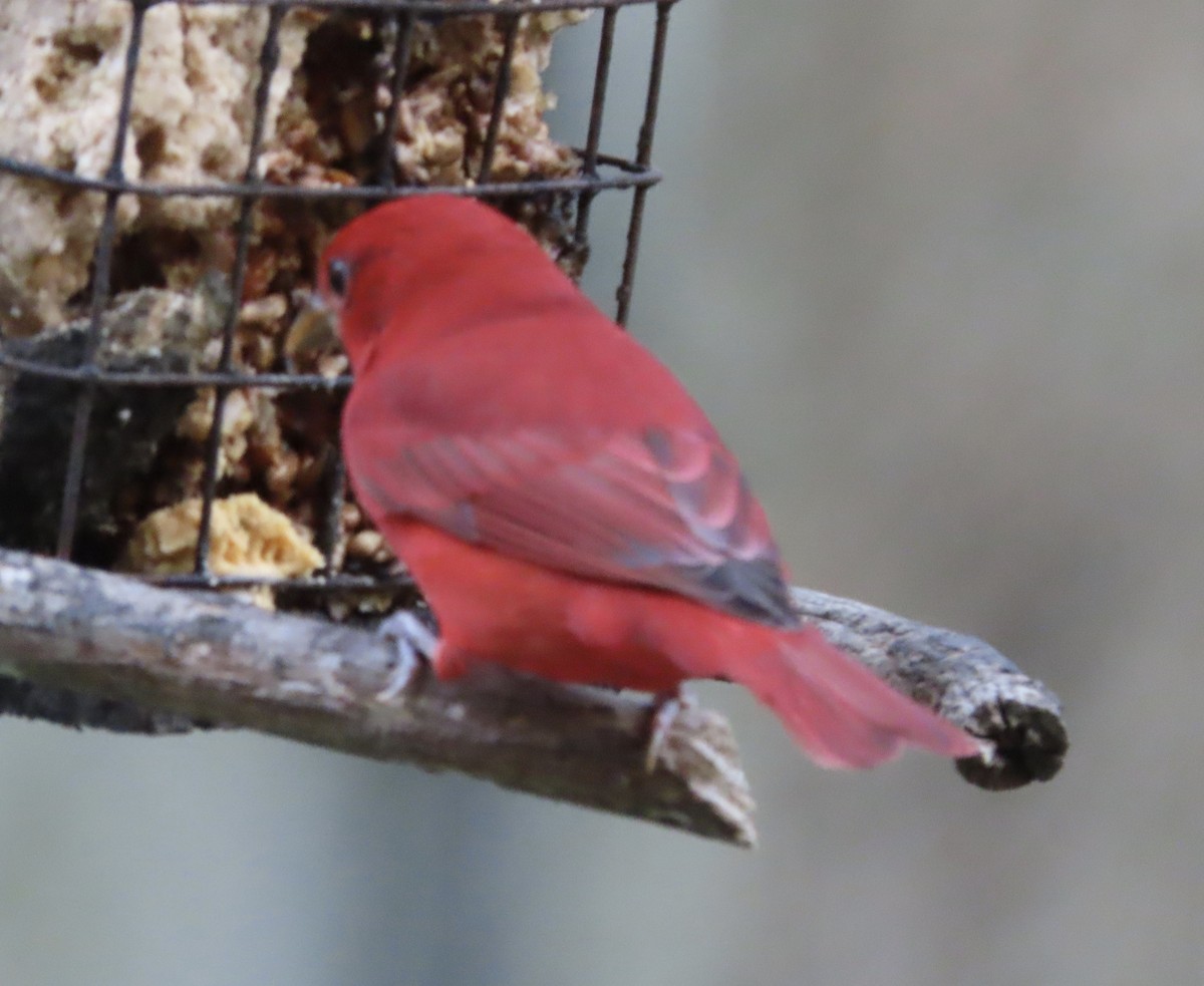 piranga ohnivá - ML649023790