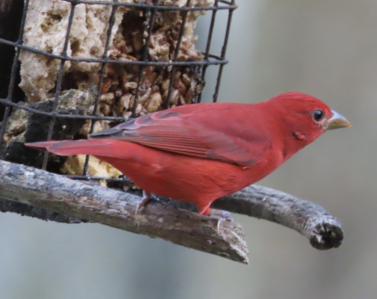 piranga ohnivá - ML649023793