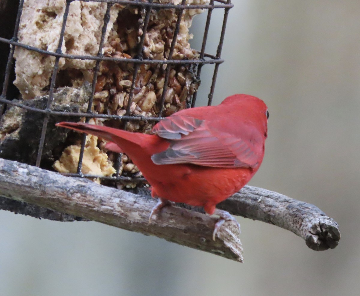 piranga ohnivá - ML649023794