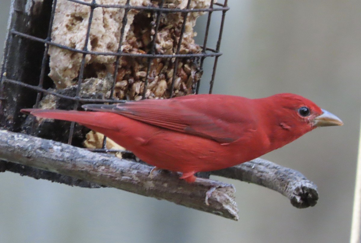 piranga ohnivá - ML649023797