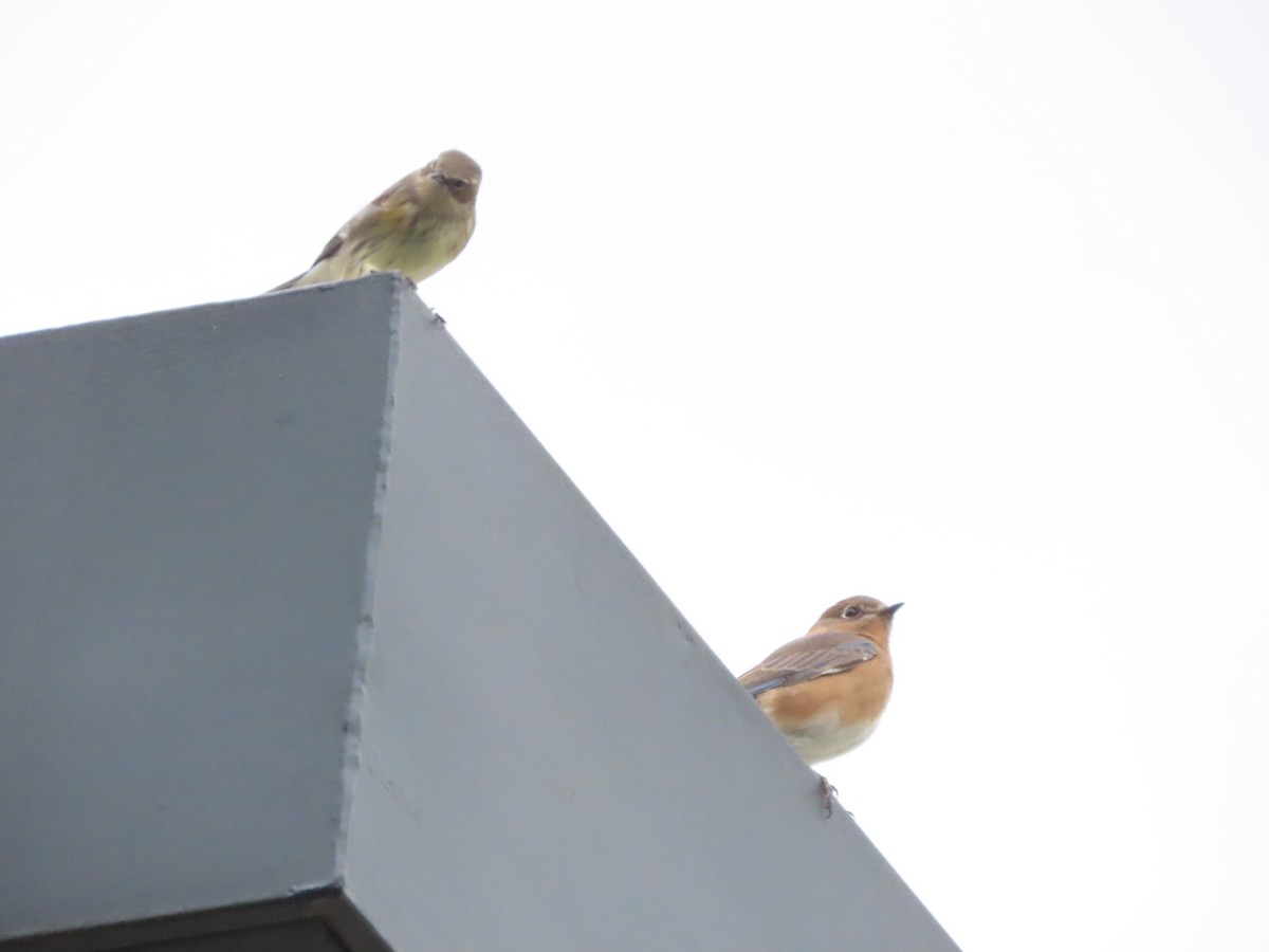 lesňáček žlutoskvrnný (ssp. coronata) - ML649023837