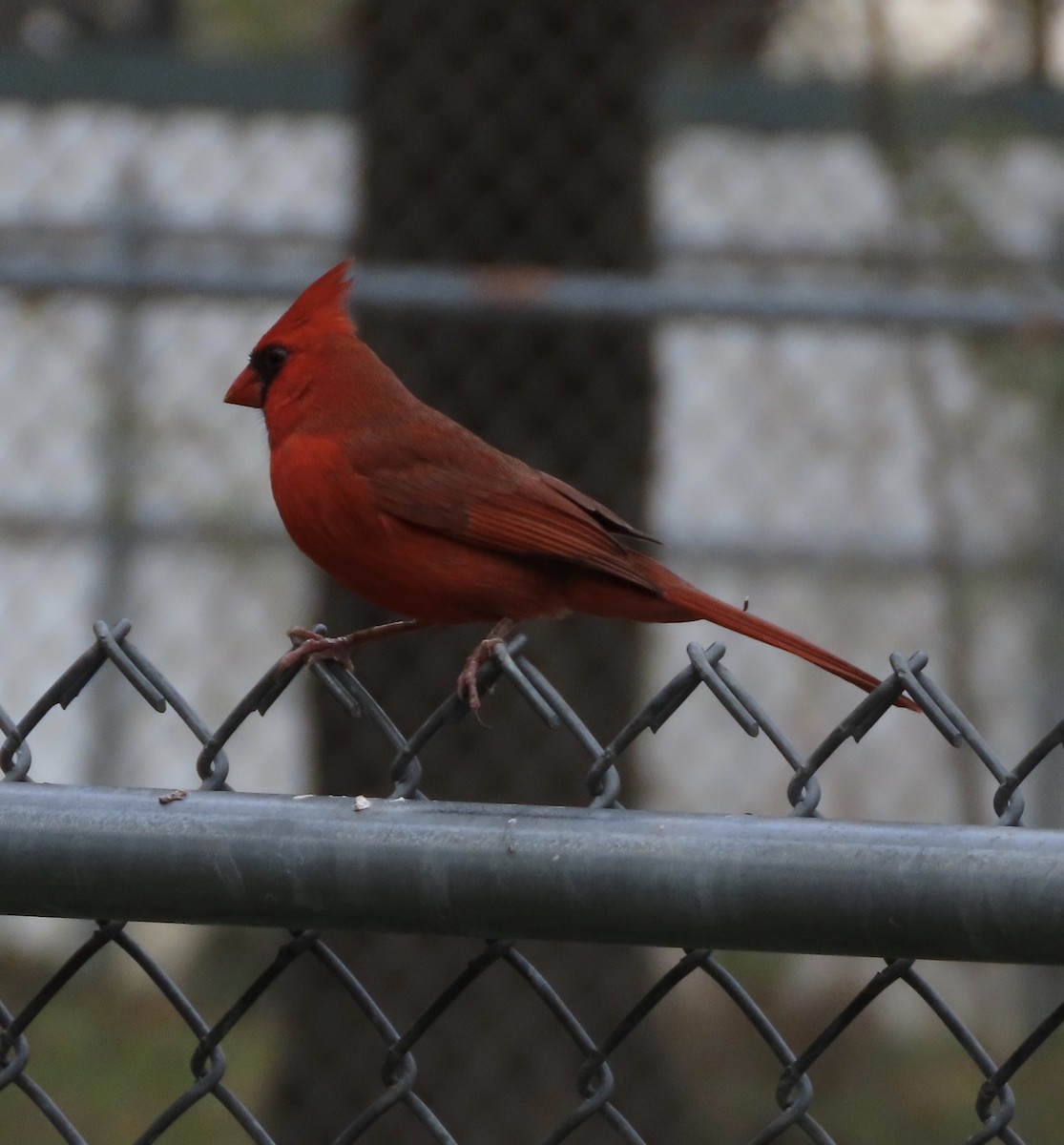 kardinál červený - ML649023931