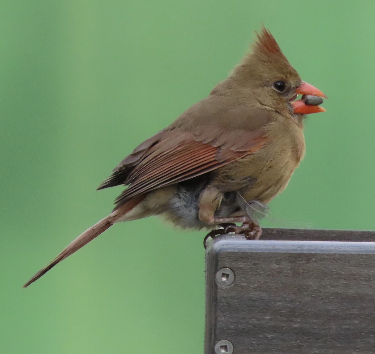 kardinál červený - ML649023932