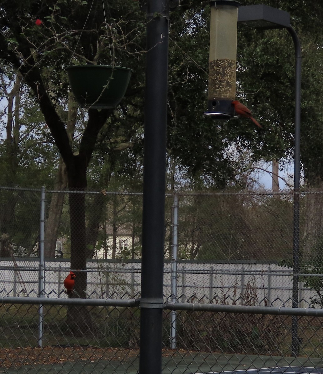 kardinál červený - ML649023933