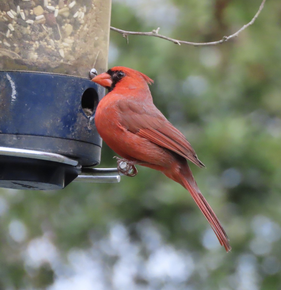 kardinál červený - ML649023934