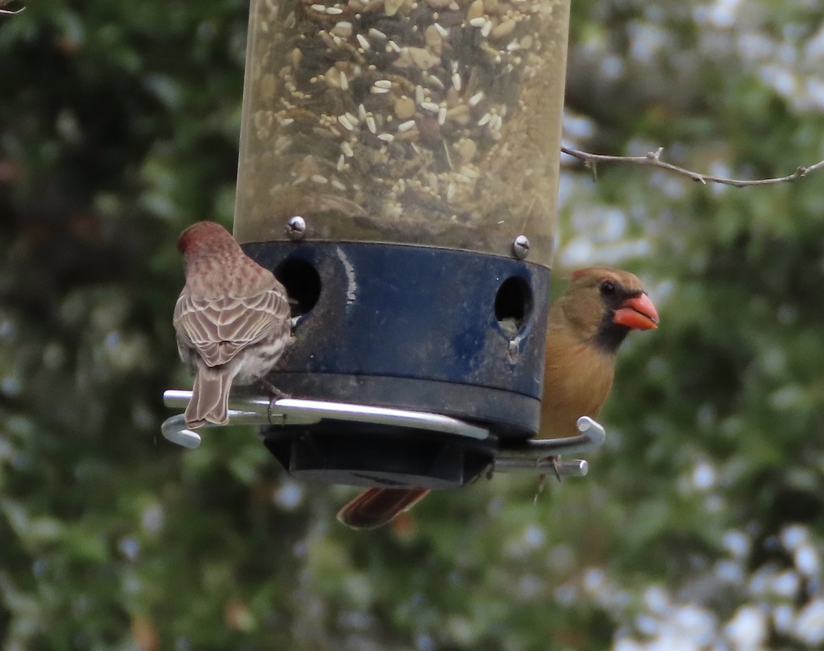 kardinál červený - ML649023936