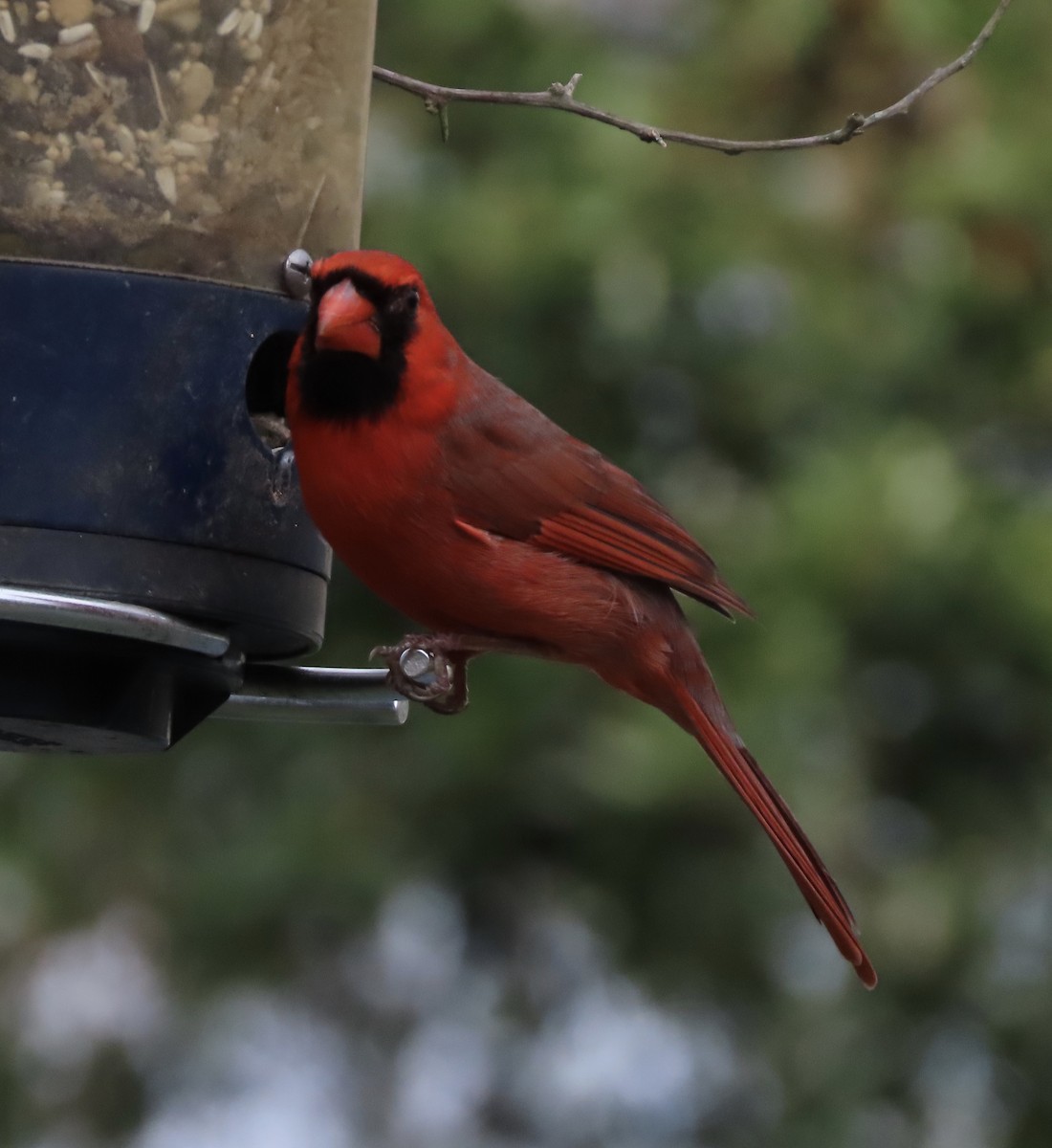 kardinál červený - ML649023937