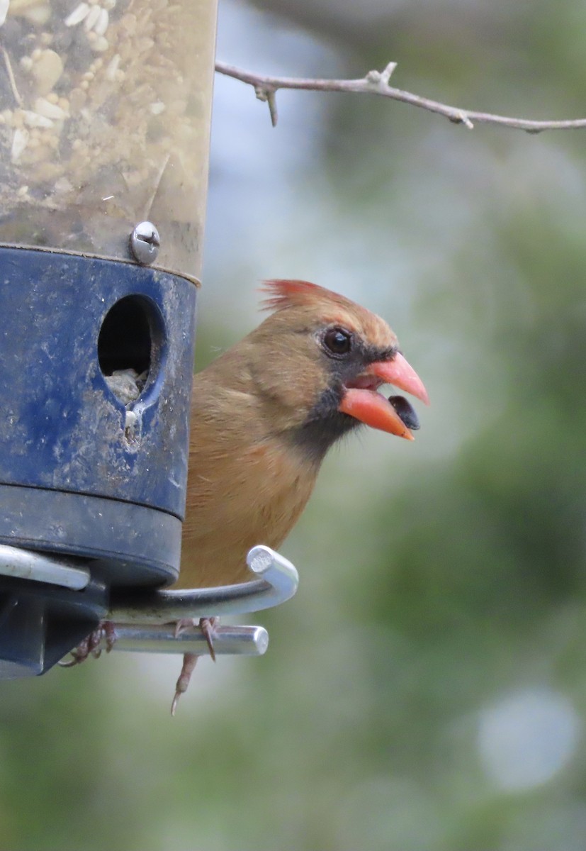 kardinál červený - ML649023938