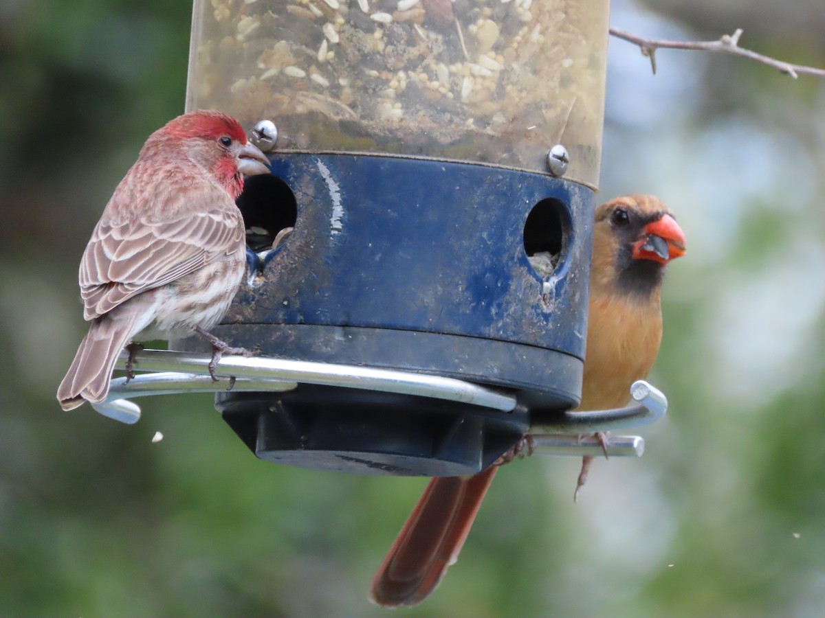 kardinál červený - ML649023940