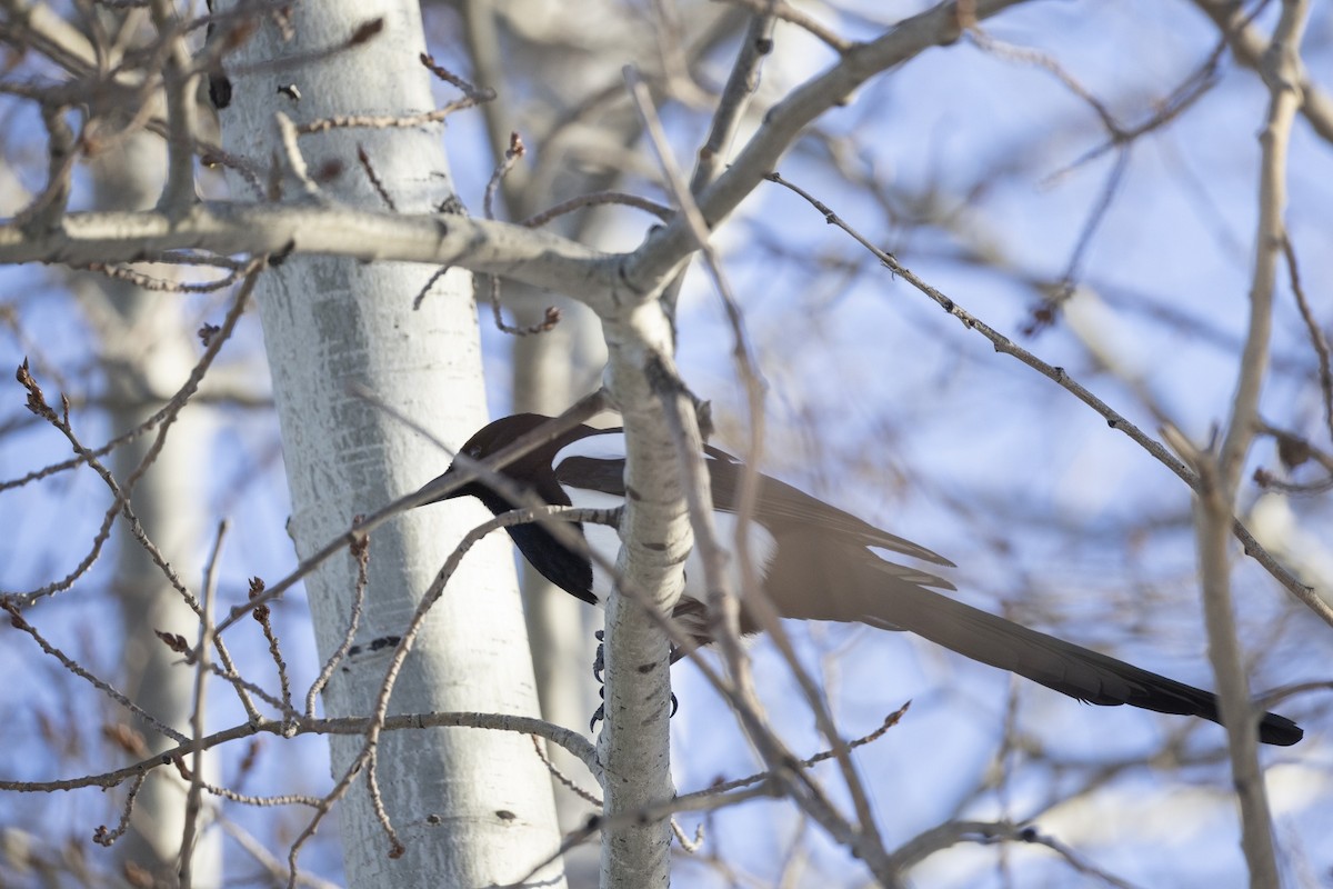 Urraca de Hudson - ML649024066