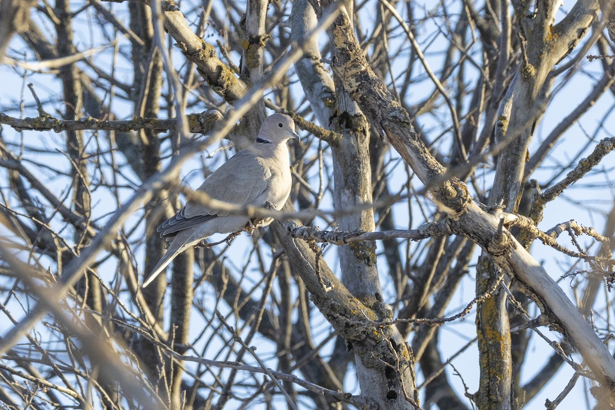 Tórtola Turca - ML649024413