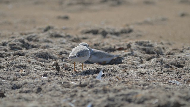 Желтоногий зуёк - ML649024740