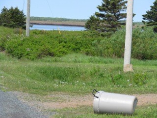 White-winged Dove - ML649024770