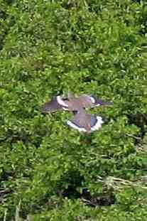 White-winged Dove - ML649024820