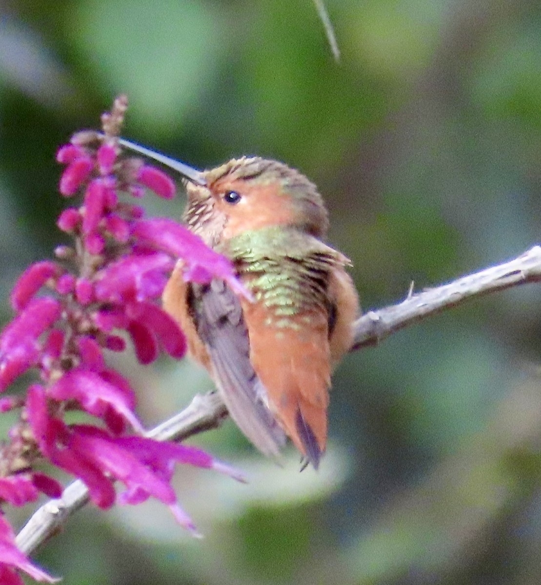 Allen's Hummingbird - ML649025010