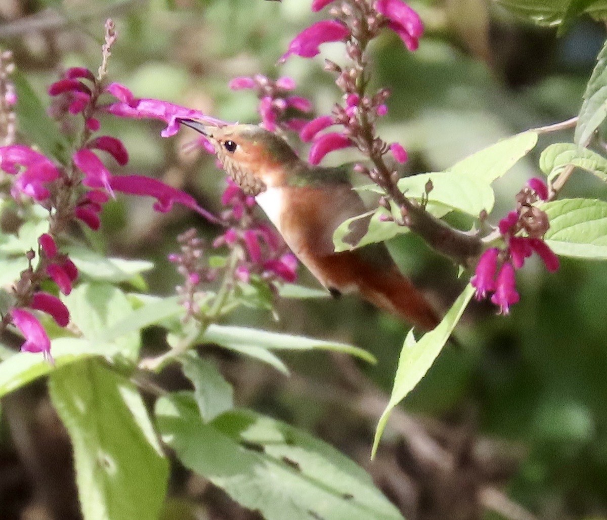 Allen's Hummingbird - ML649025028