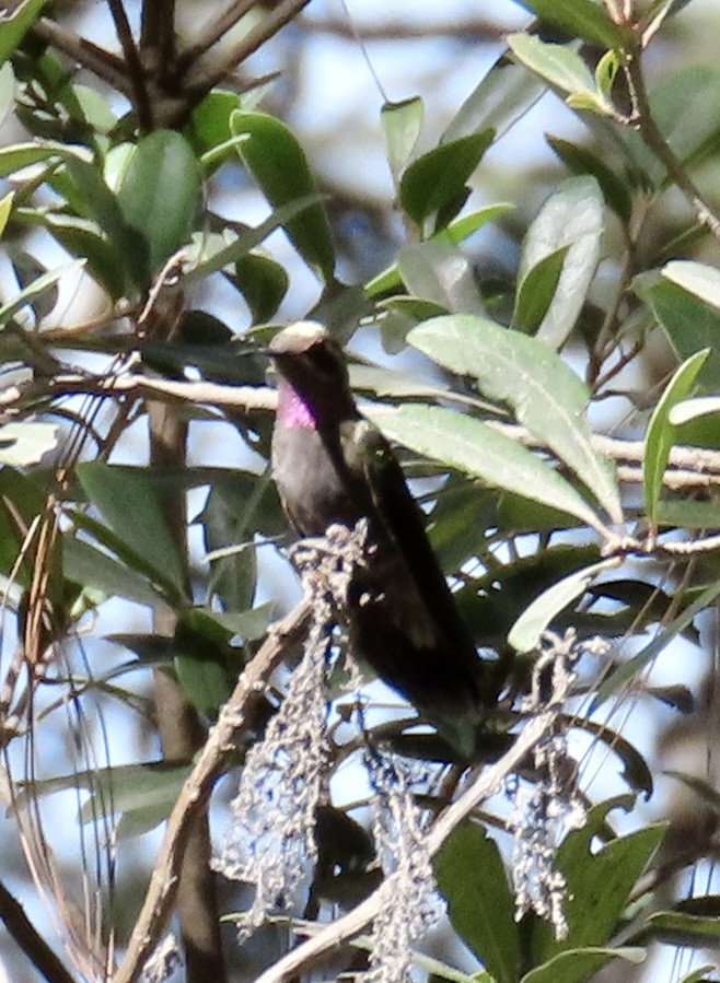 Amethyst-throated Mountain-gem (Amethyst-throated) - ML649025060