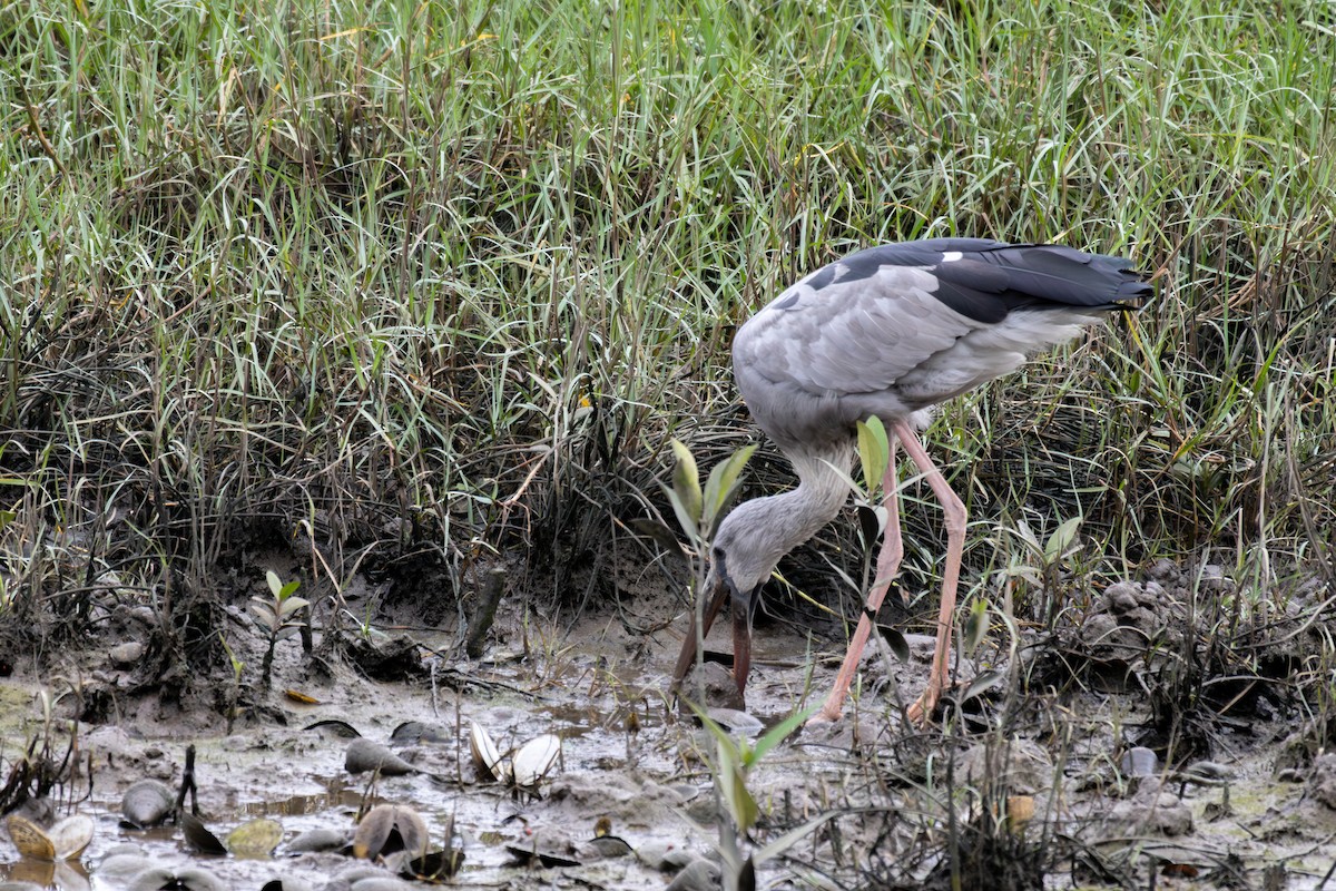Asian Openbill - ML649025099
