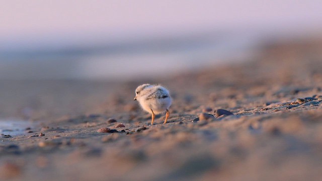 フエコチドリ - ML649025313