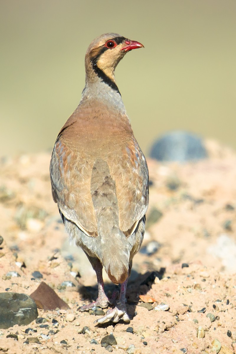 Chukar - ML64902571