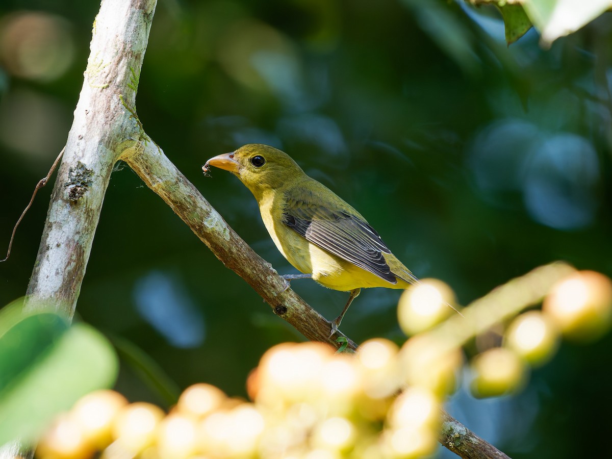 Scarlet Tanager - ML649025915