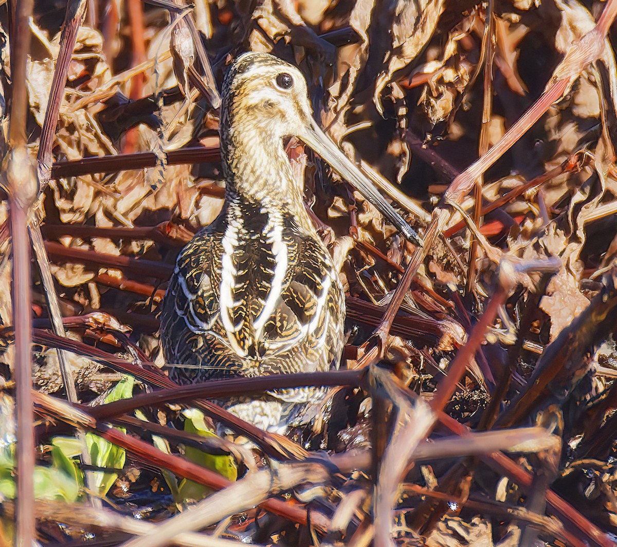 Wilson's Snipe - ML649025934