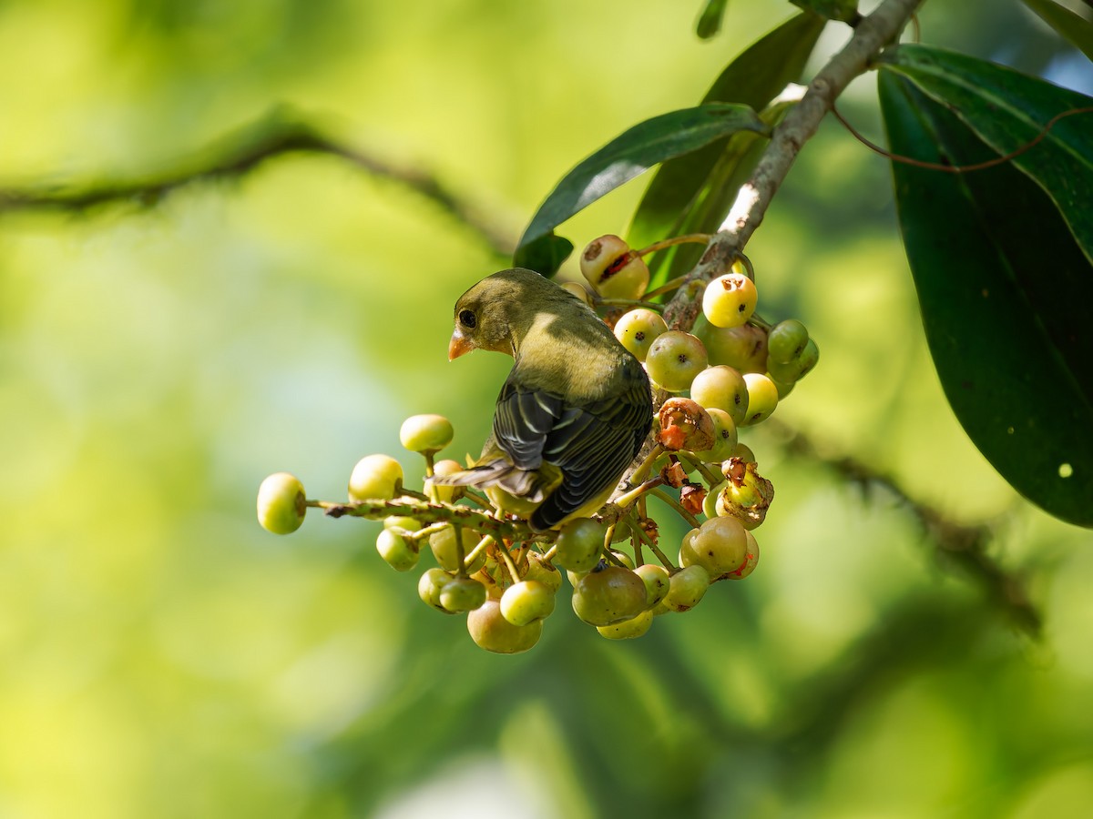 Scarlet Tanager - ML649025946