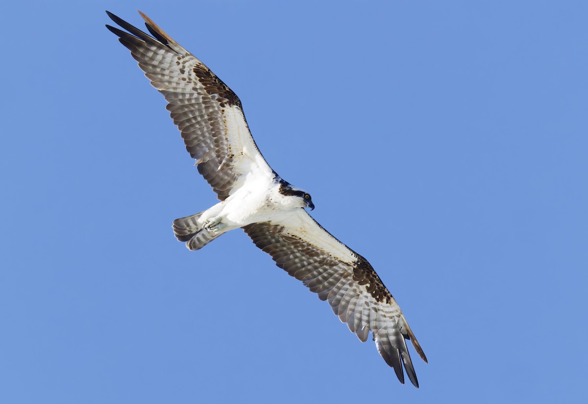 orlovec říční (ssp. carolinensis) - ML649025973