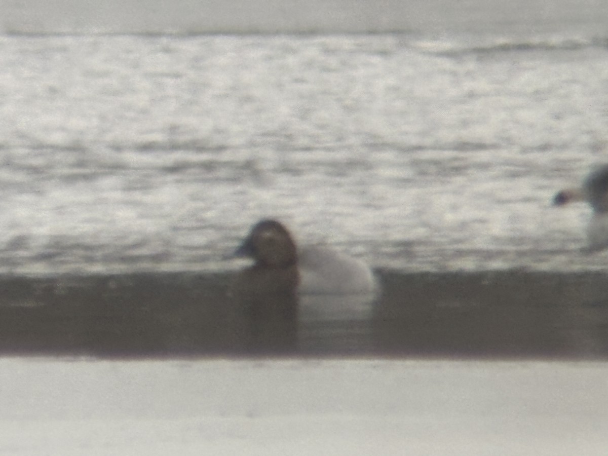 Büyük Elmabaş - ML649025976