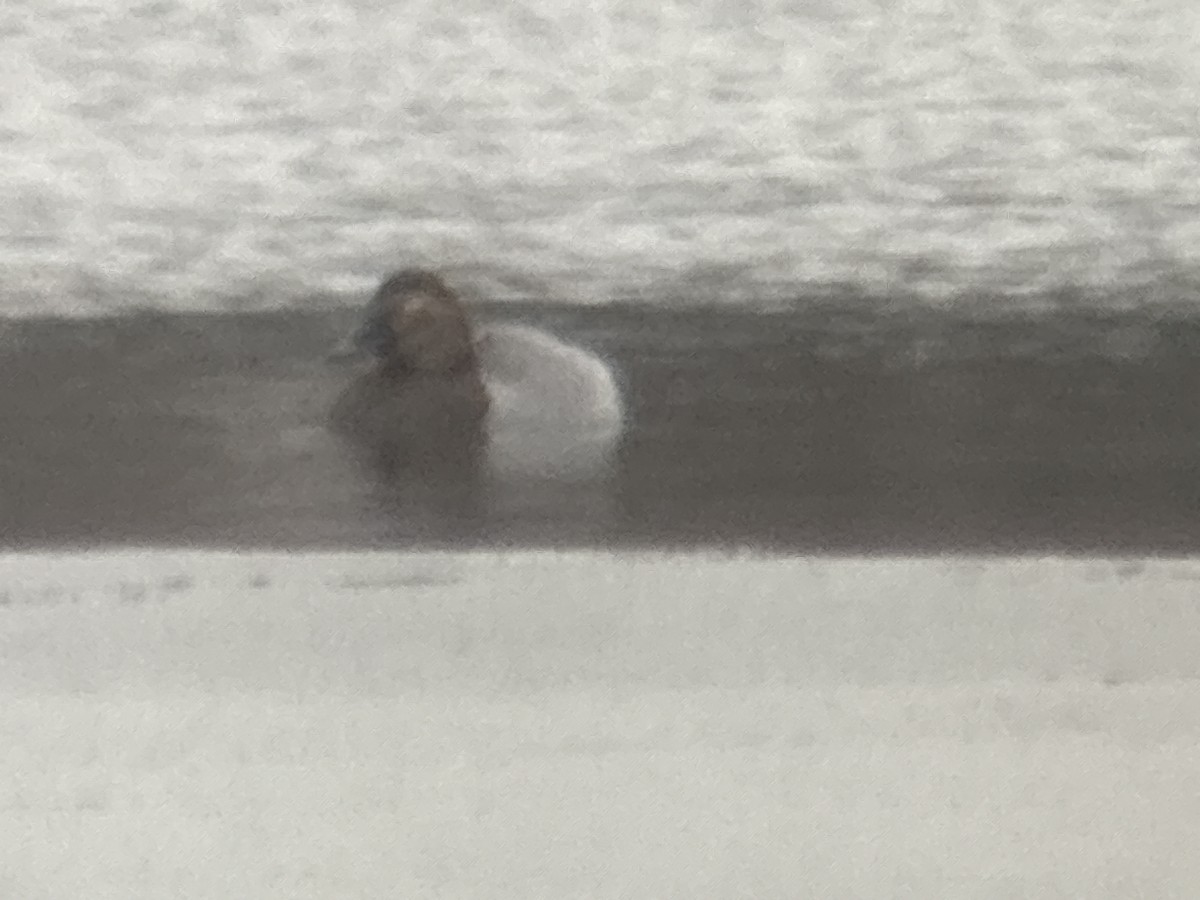 Büyük Elmabaş - ML649025978