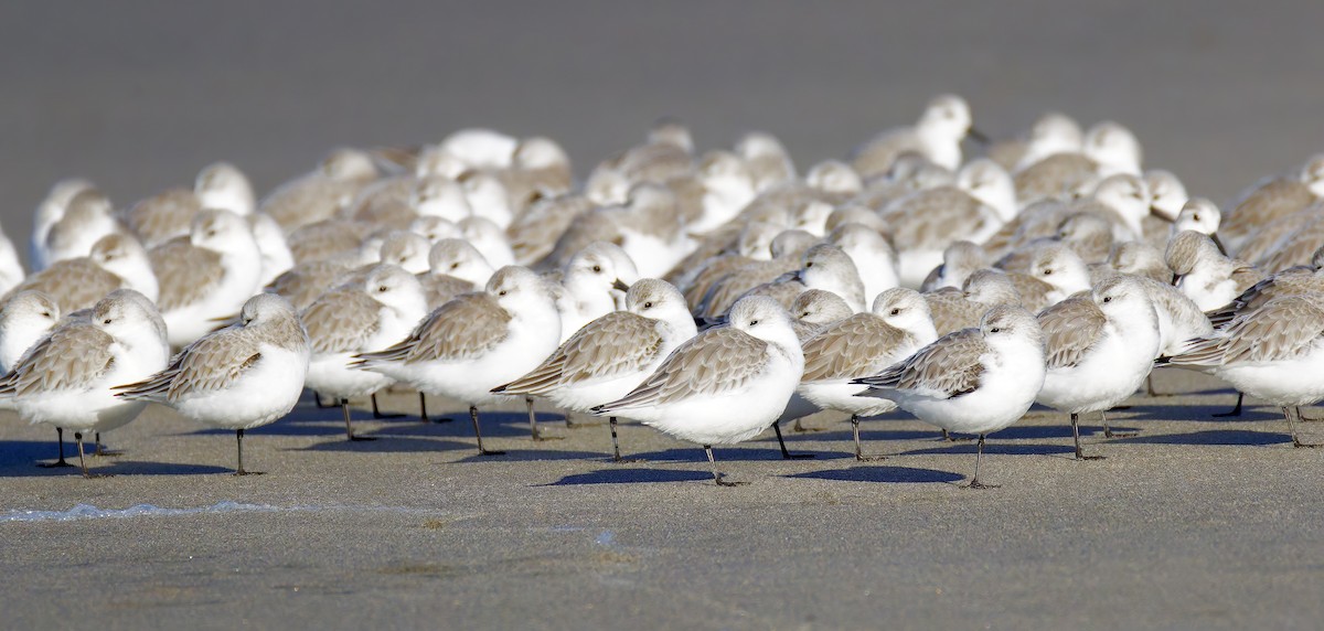 Bécasseau sanderling - ML649025982