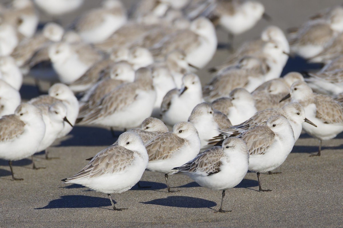Sanderling - Mark Chappell