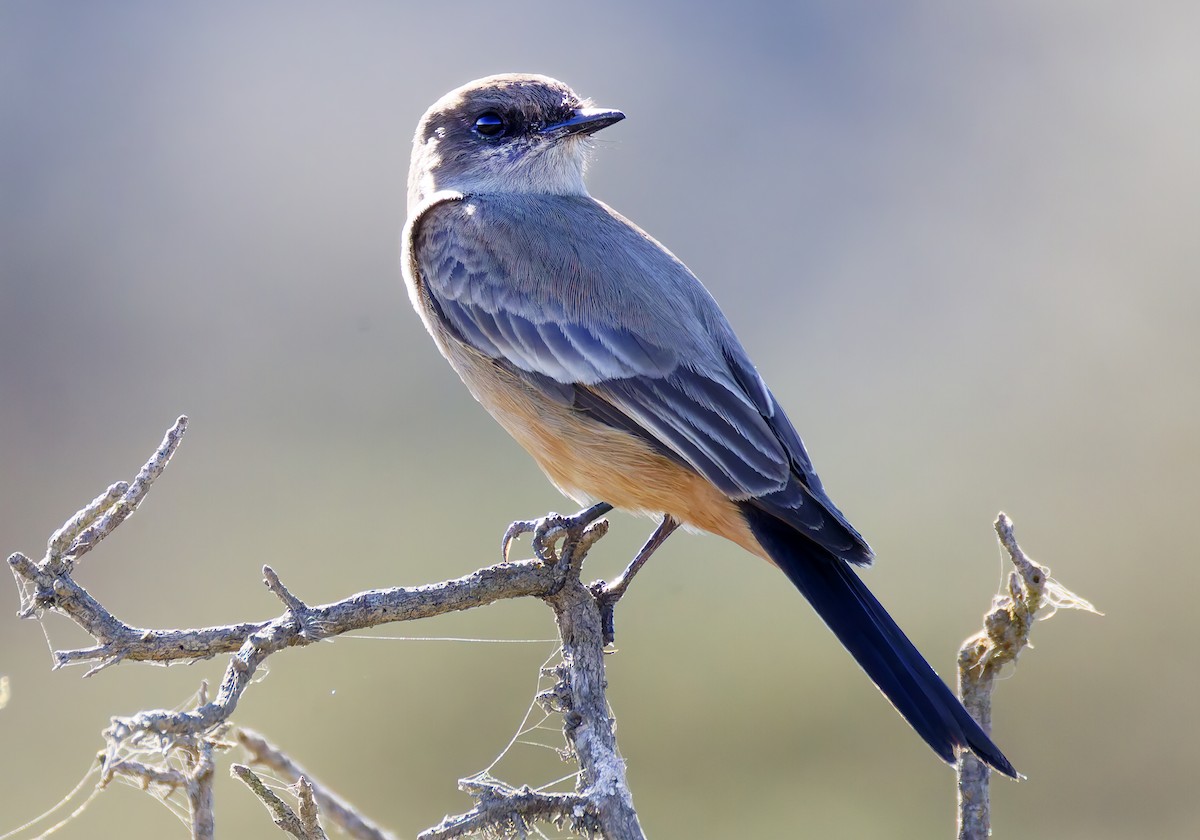 Moucherolle à ventre roux - ML649025992