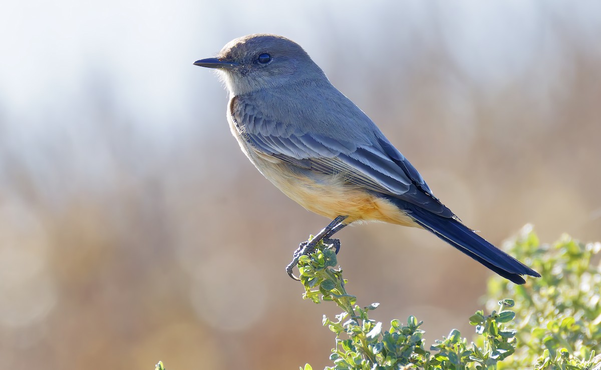 Say's Phoebe - Mark Chappell