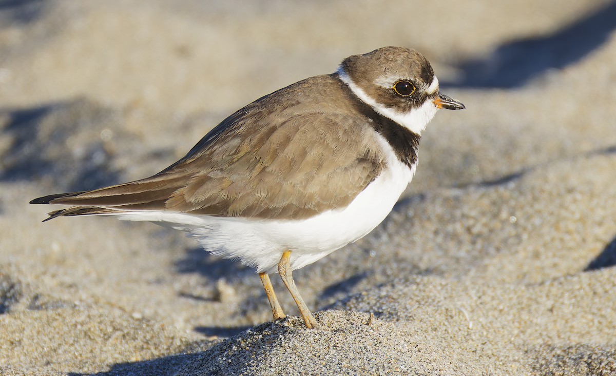 Pluvier semipalmé - ML649026043